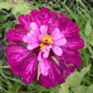 Meet your Posher, Laurene